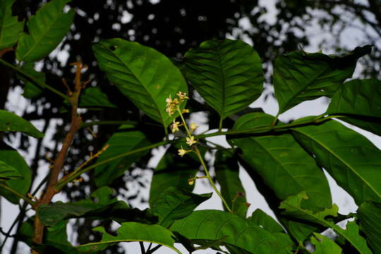 Image of Dysoxylum hongkongense (Tutcher) Merr.