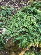 Image of Dudley's lousewort