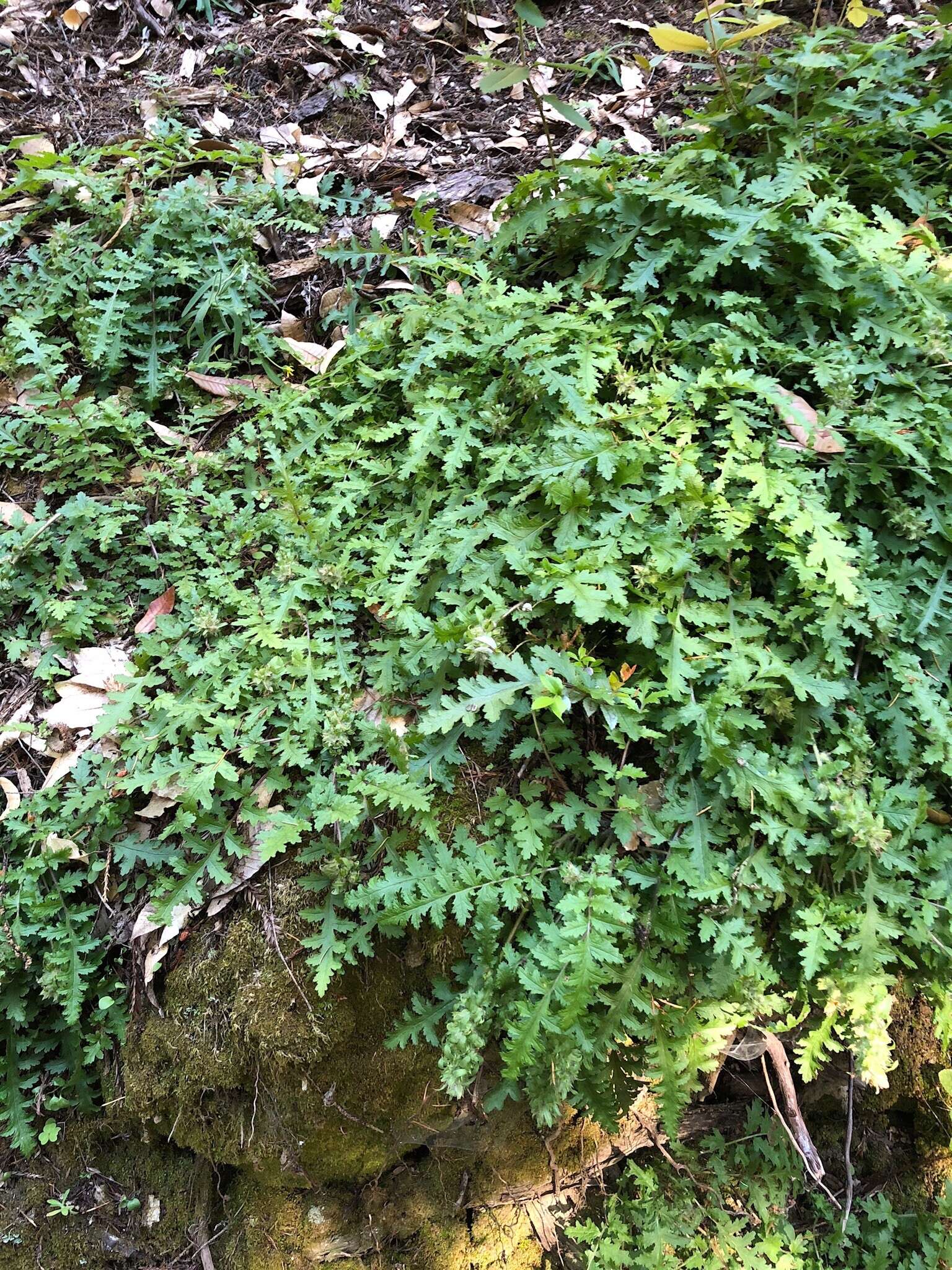 Image of Dudley's lousewort