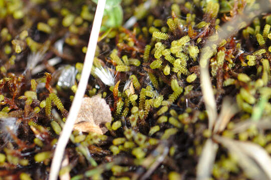 Image of paludella moss