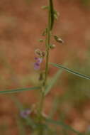 Image de Polygala erioptera DC.