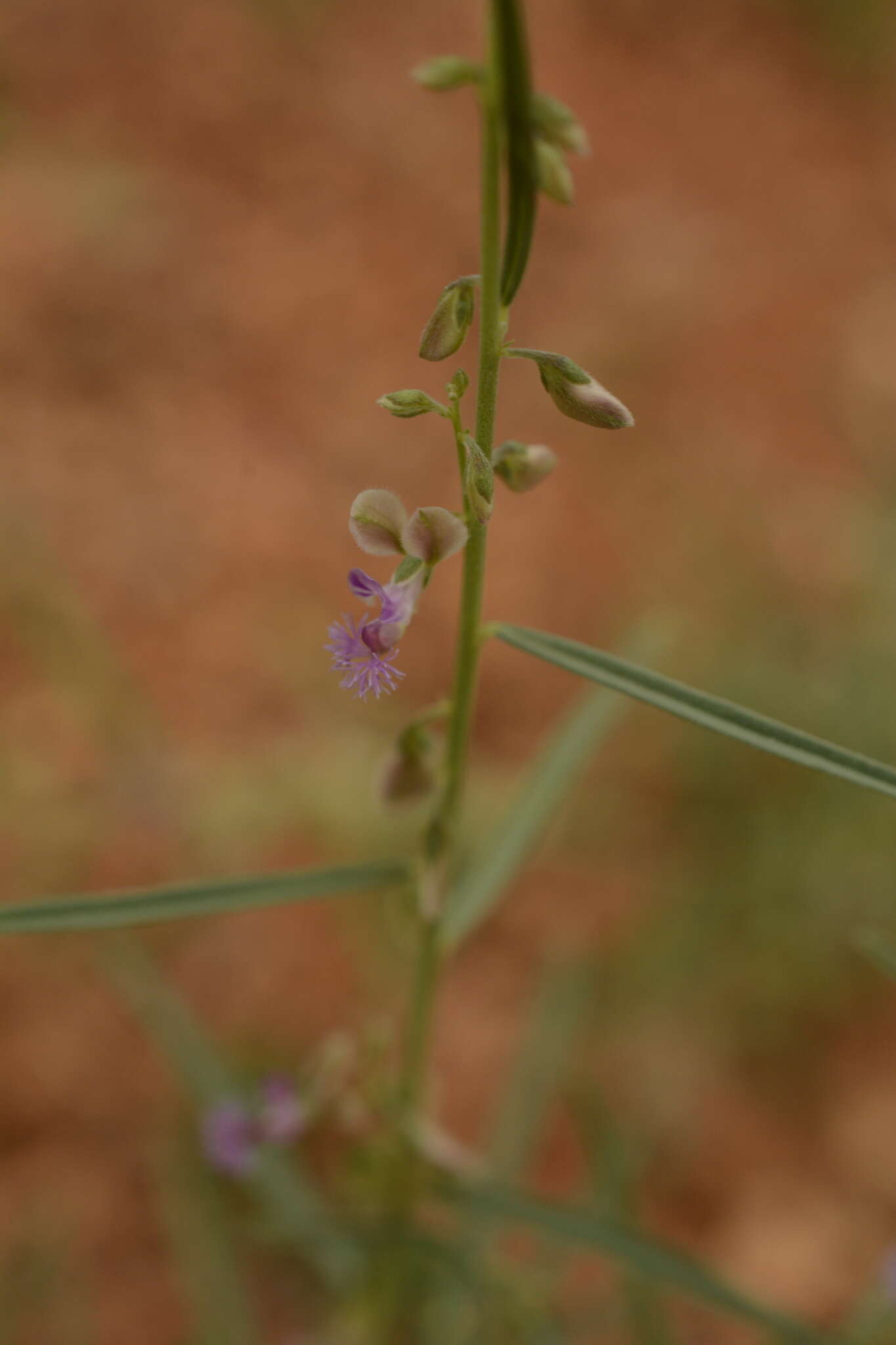 Image de Polygala erioptera DC.