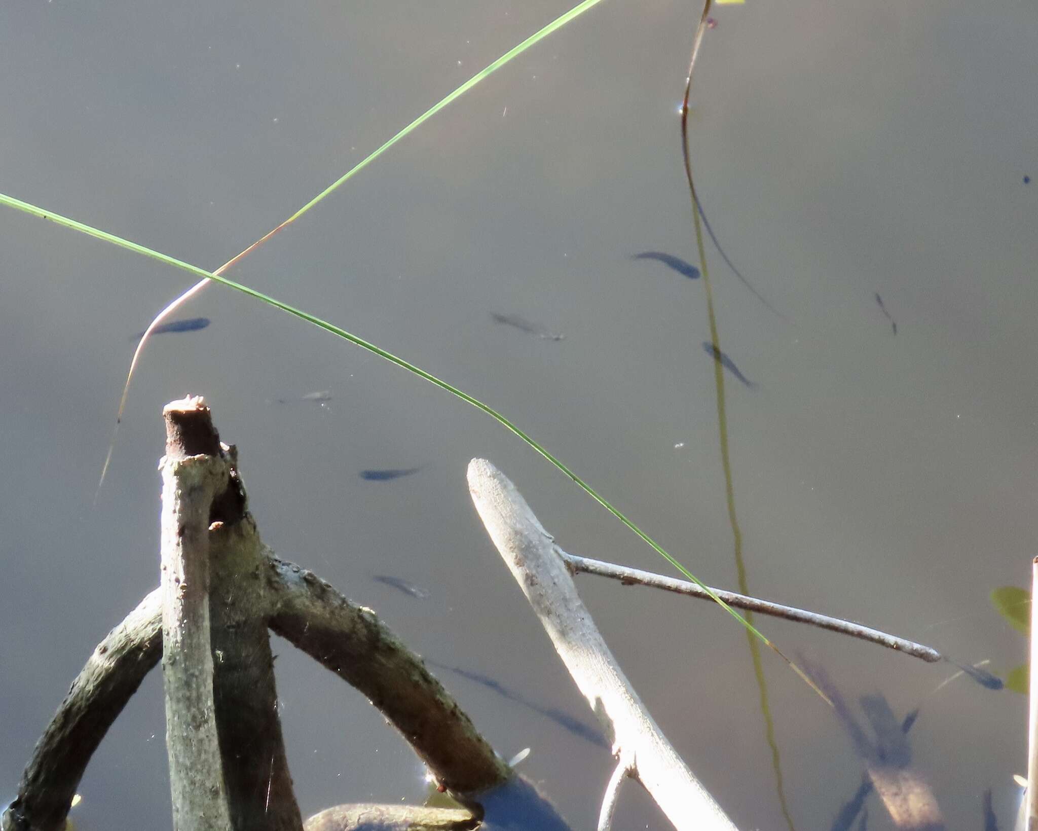 Image of Cuban Gambusia