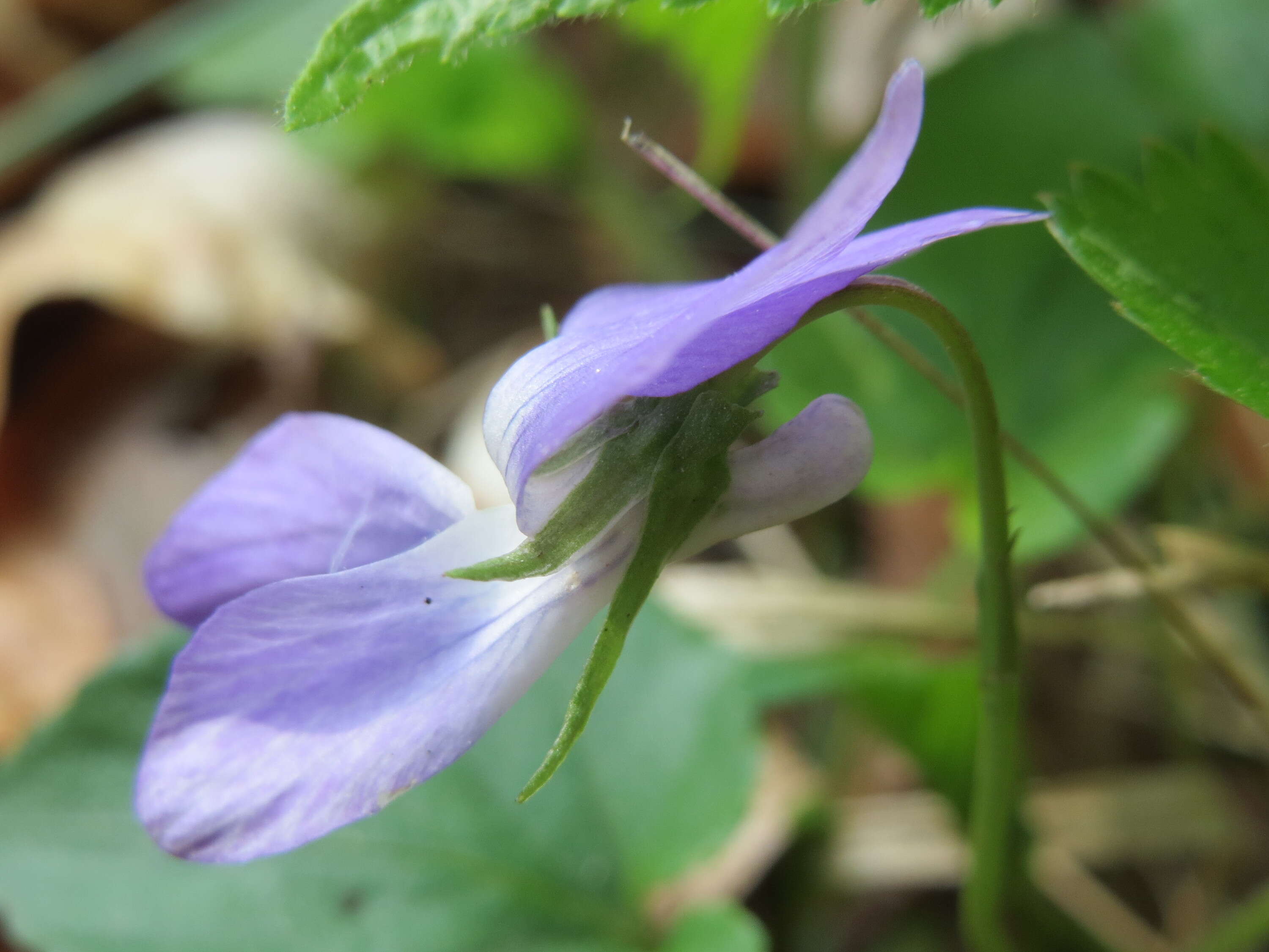 Image of common dog-violet