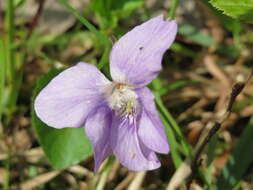 Image of common dog-violet