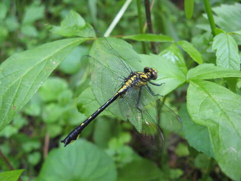 Image of Hylogomphus viridifrons (Hine 1901)