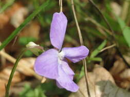 Image of common dog-violet
