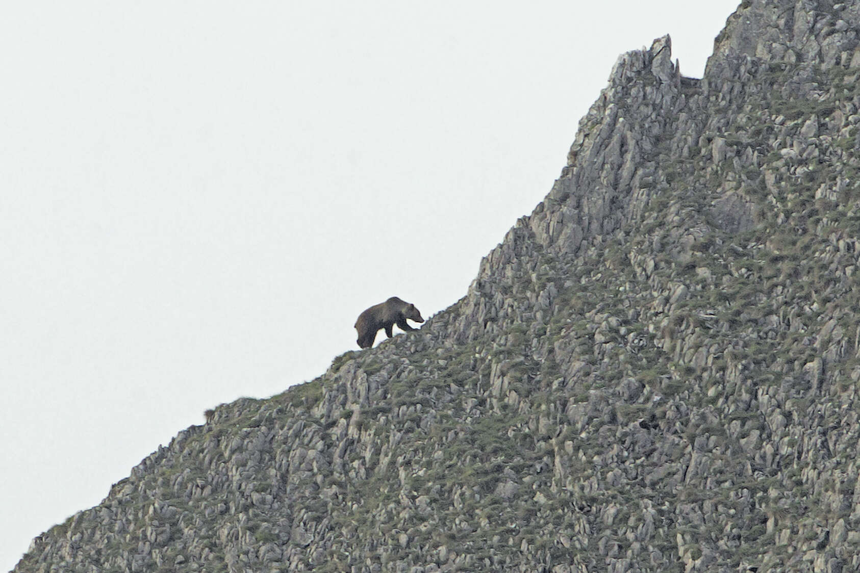 Imagen de Oso pardo europeo