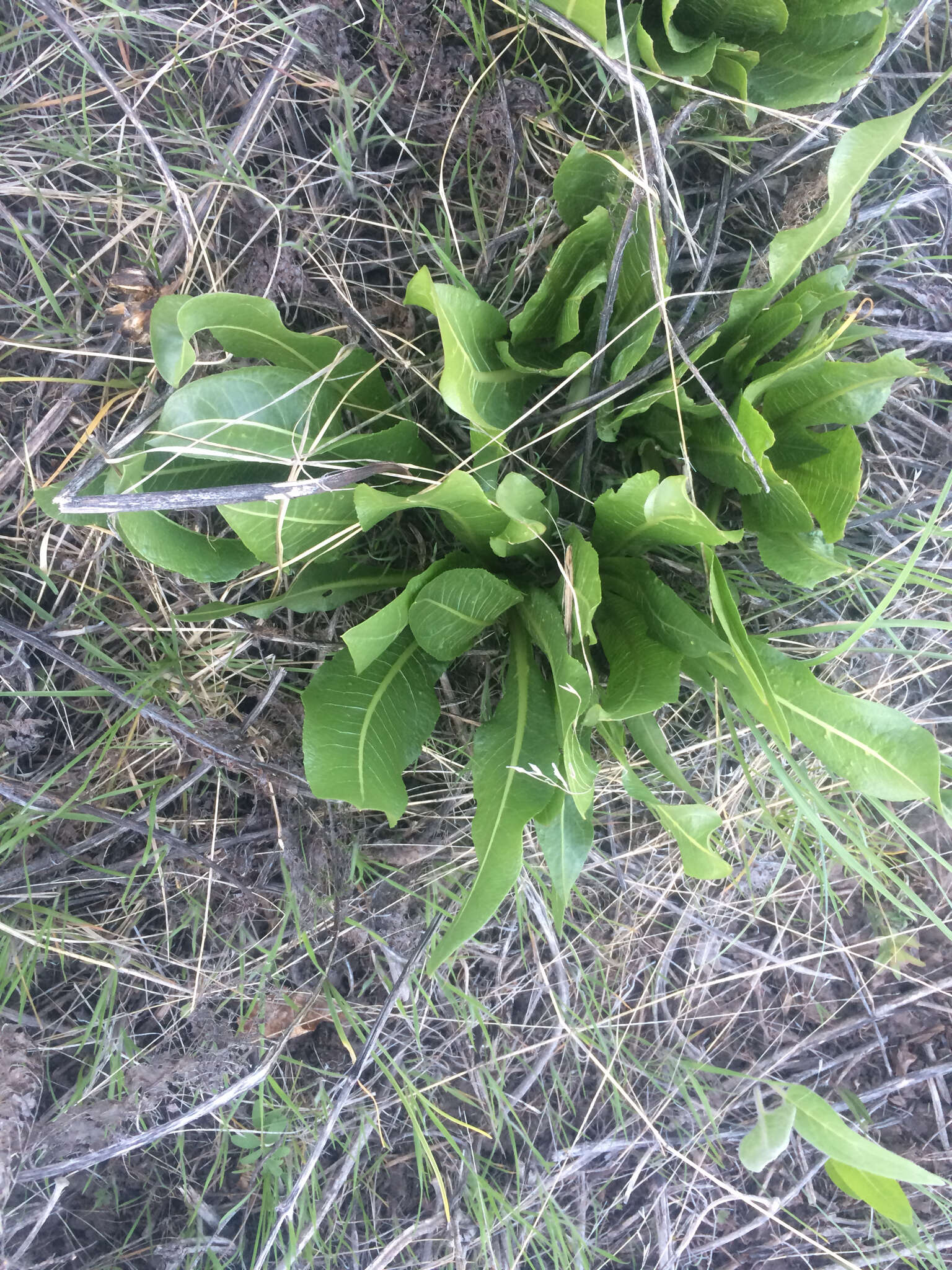 Image of mule-ears