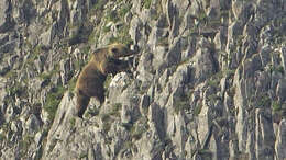 Imagen de Oso pardo europeo