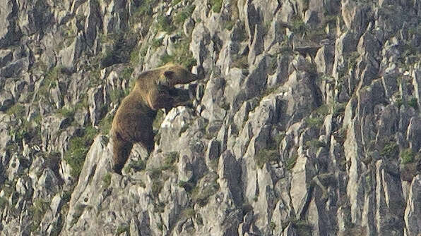Imagen de Oso pardo europeo