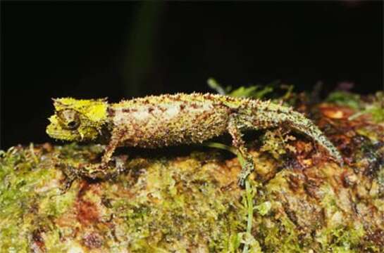 Image of Iaraka River Leaf Chameleon