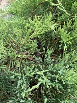 Image of Savin Juniper