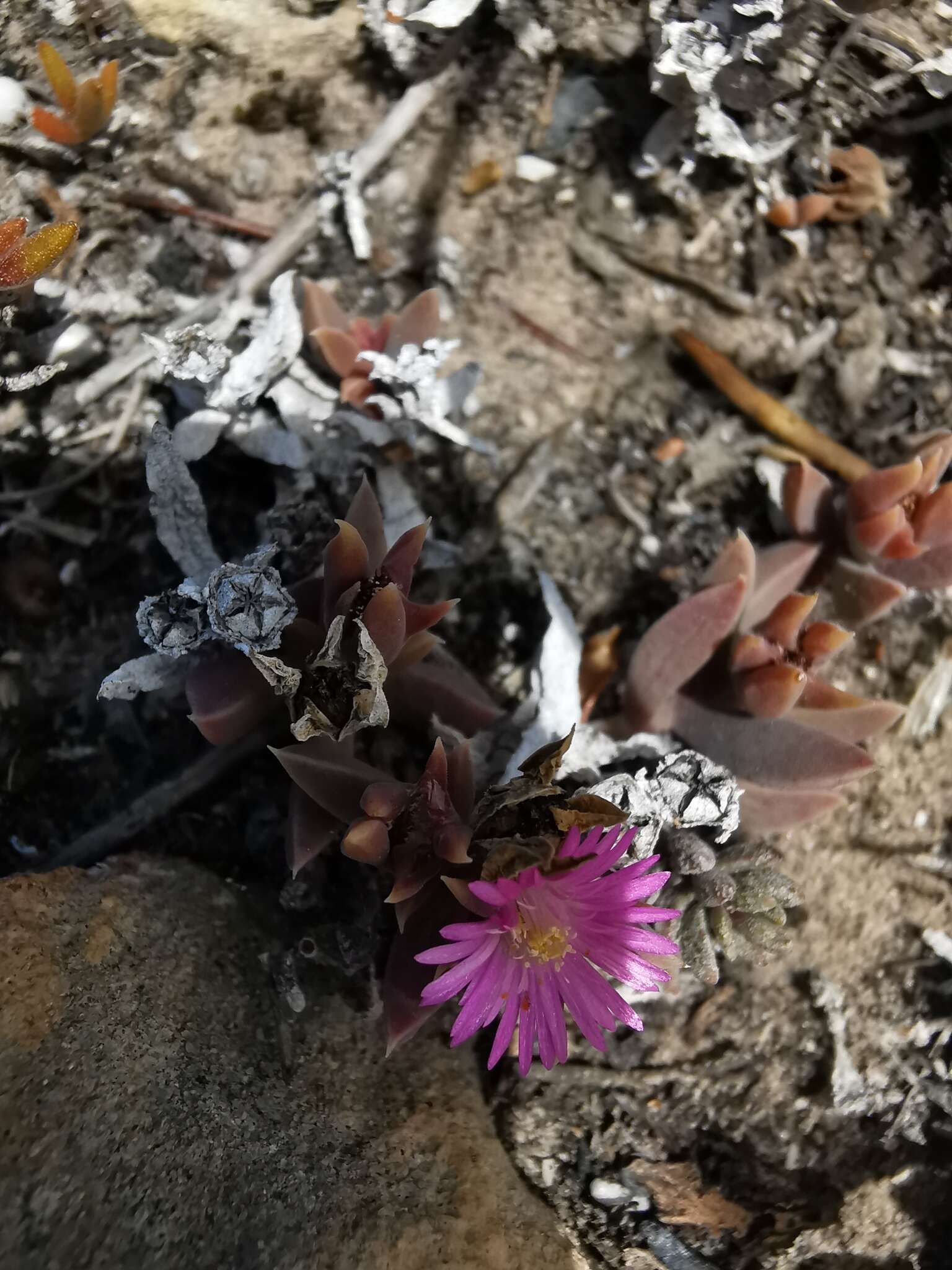 Image of Delosperma mariae L. Bol.