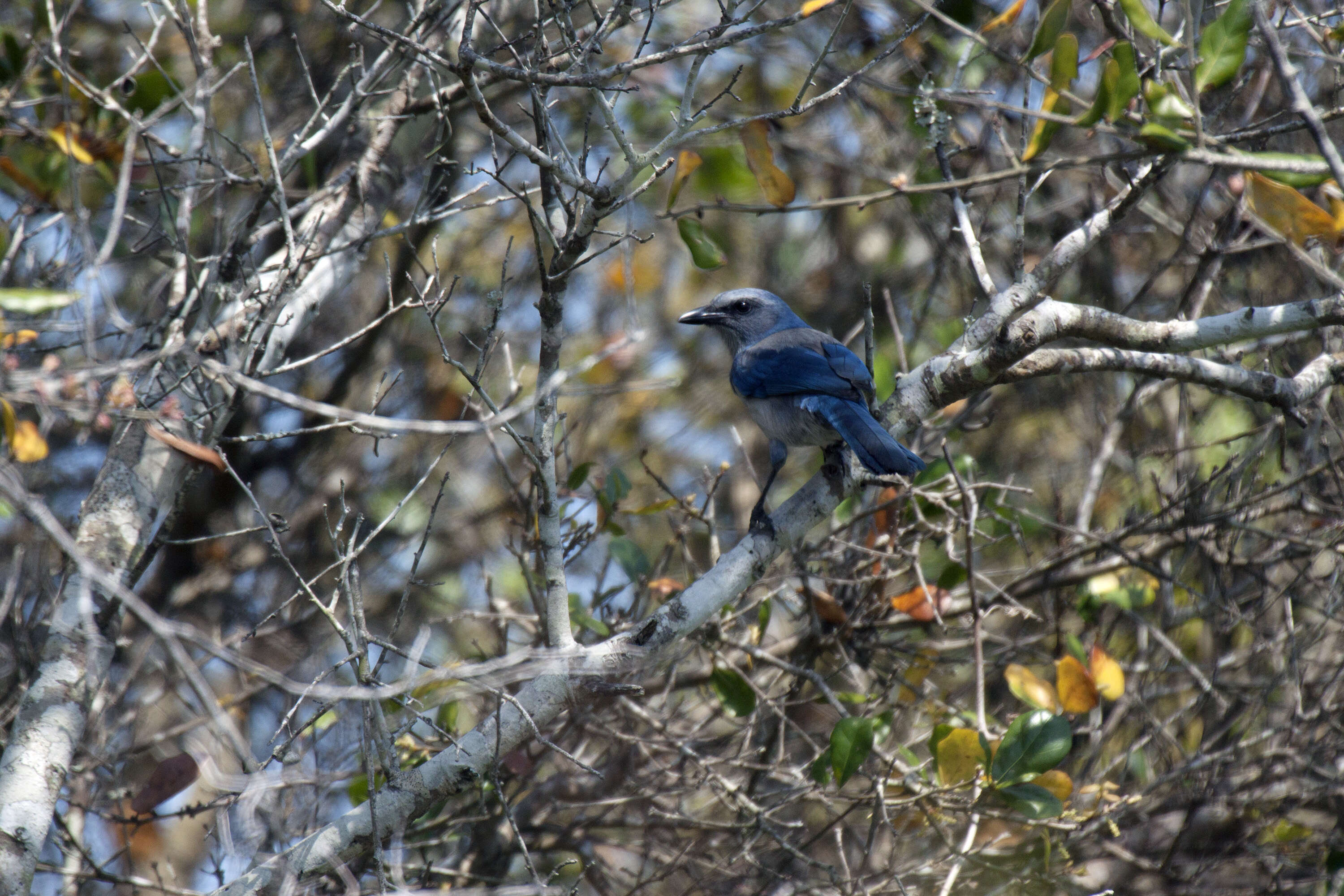 Image of Florida Jay