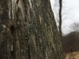 Image of Yellow-collar stubble lichen;   Spike lichen