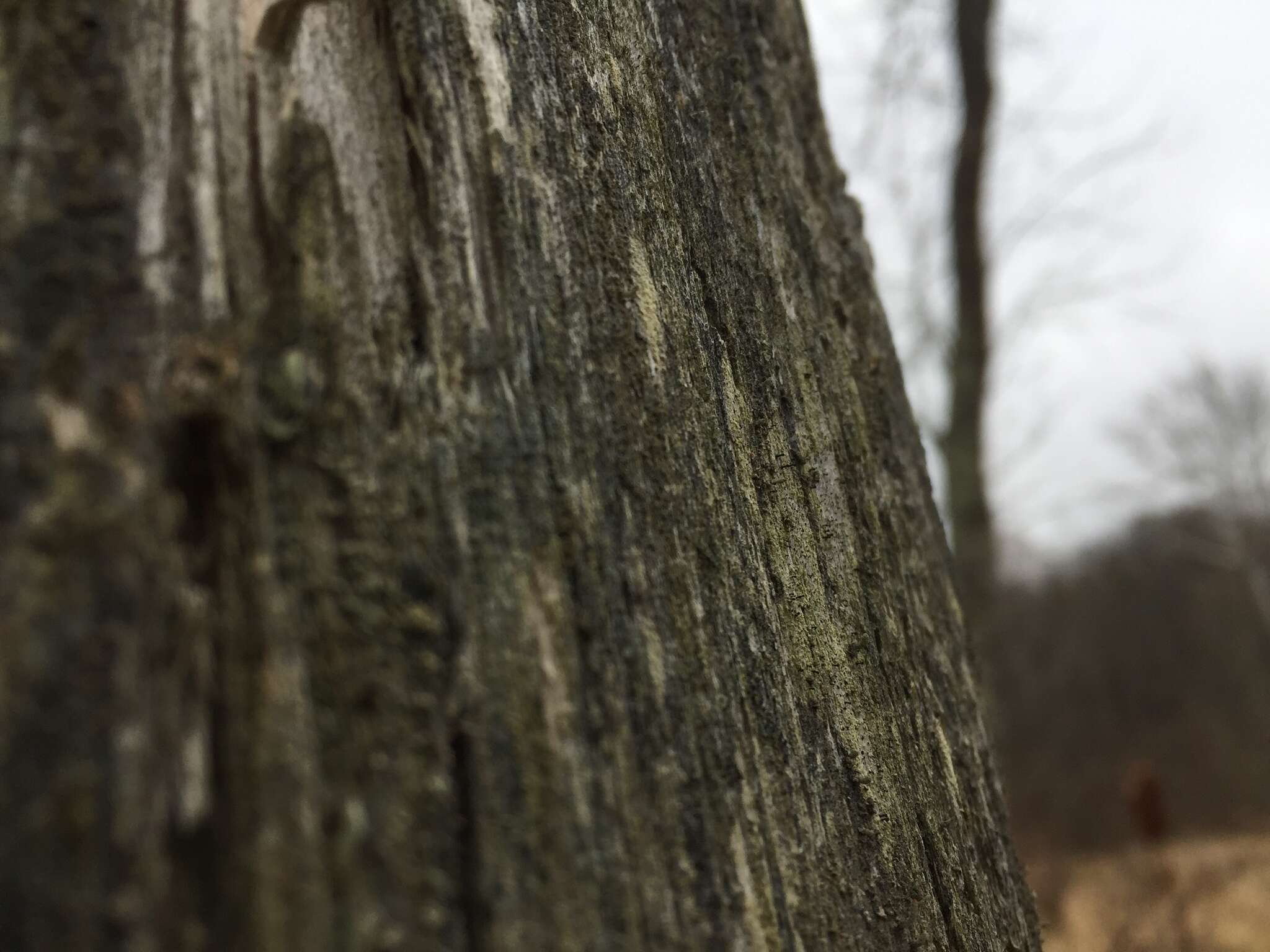 Image of Yellow-collar stubble lichen;   Spike lichen