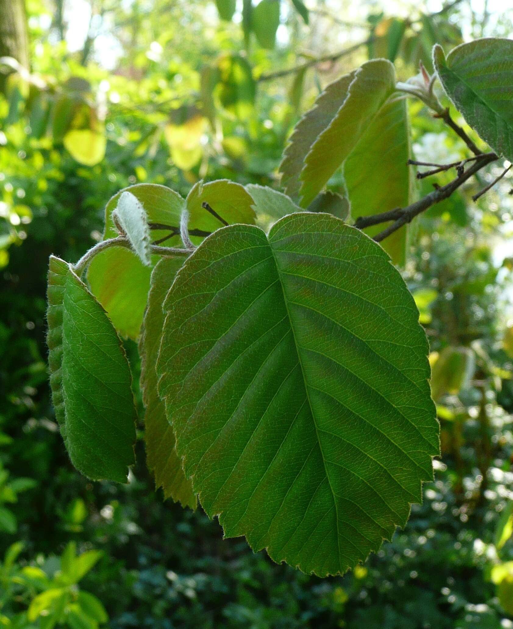 Image de Amelanchier interior Nielsen