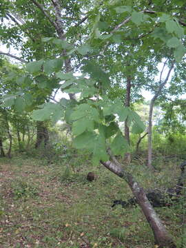 Image of Fraxinus chinensis subsp. rhynchophylla (Hance) A. E. Murray