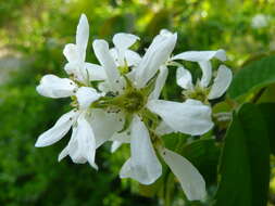 Image de Amelanchier interior Nielsen