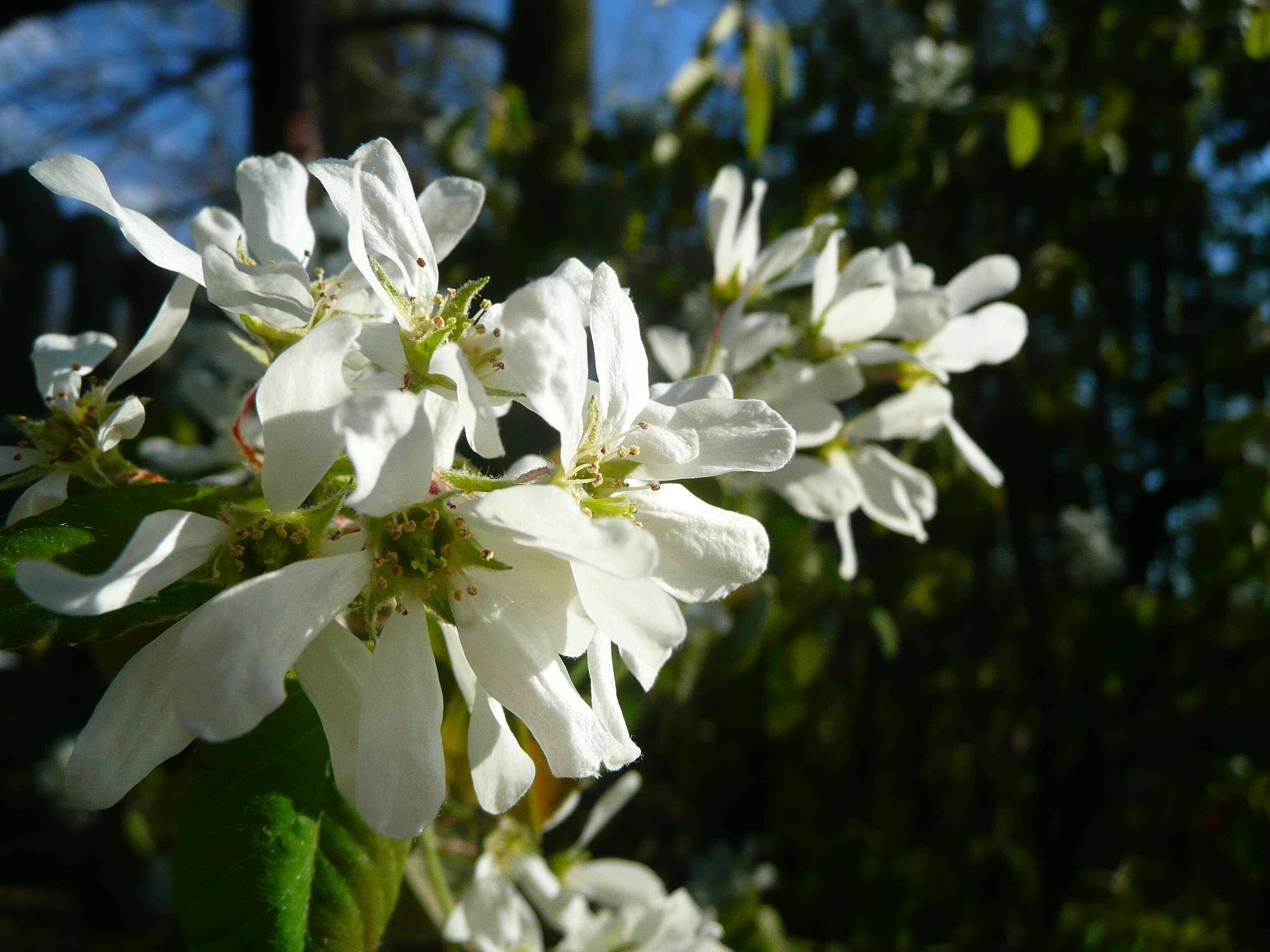 Image of Pacific serviceberry