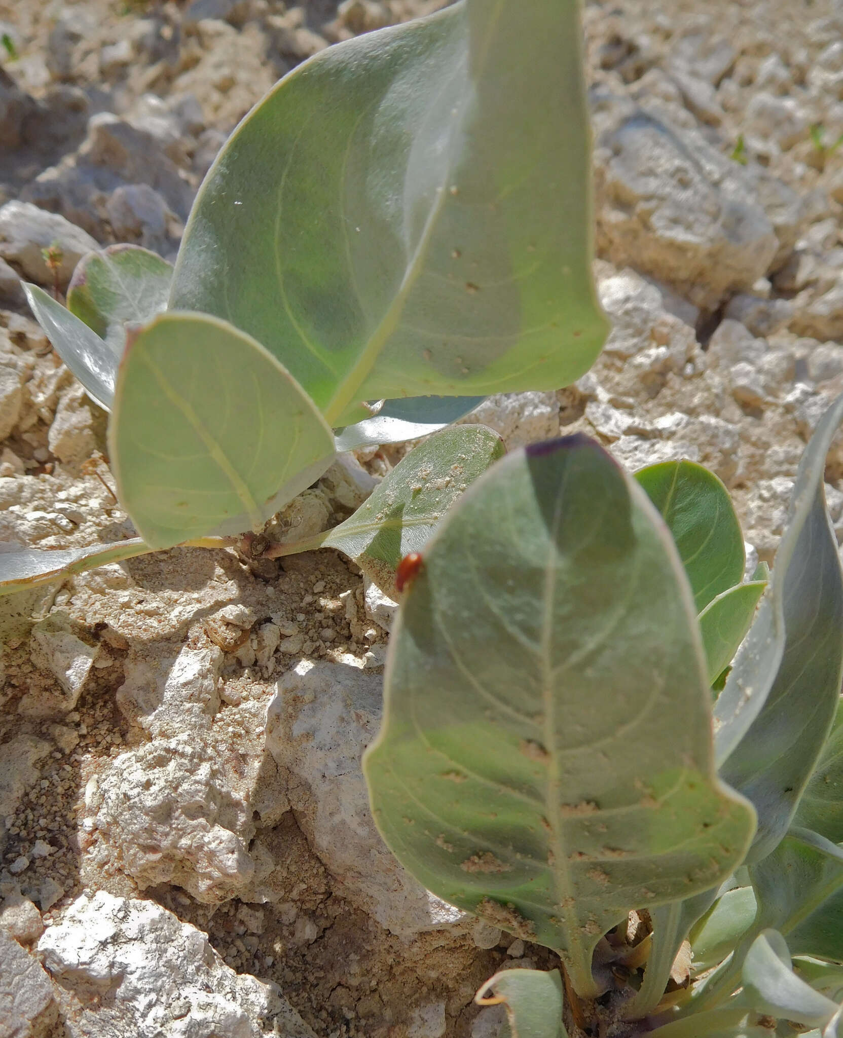 Oenothera macrocarpa subsp. incana (A. Gray) W. L. Wagner resmi