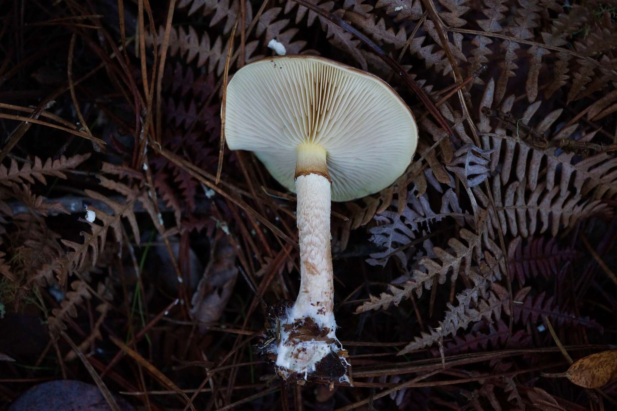 Image of Pholiota velaglutinosa A. H. Sm. & Hesler 1968