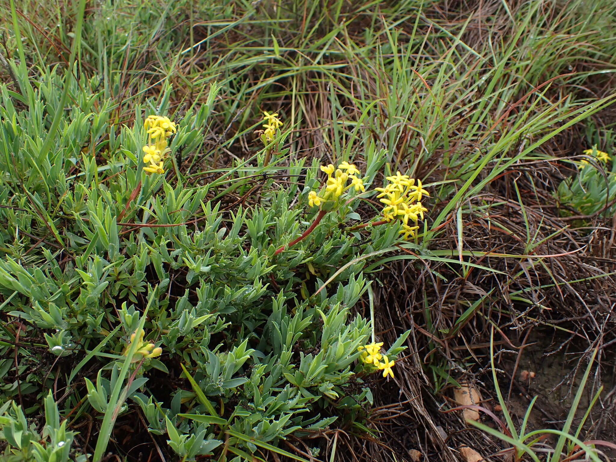 Image of Gnidia capitata L. fil.