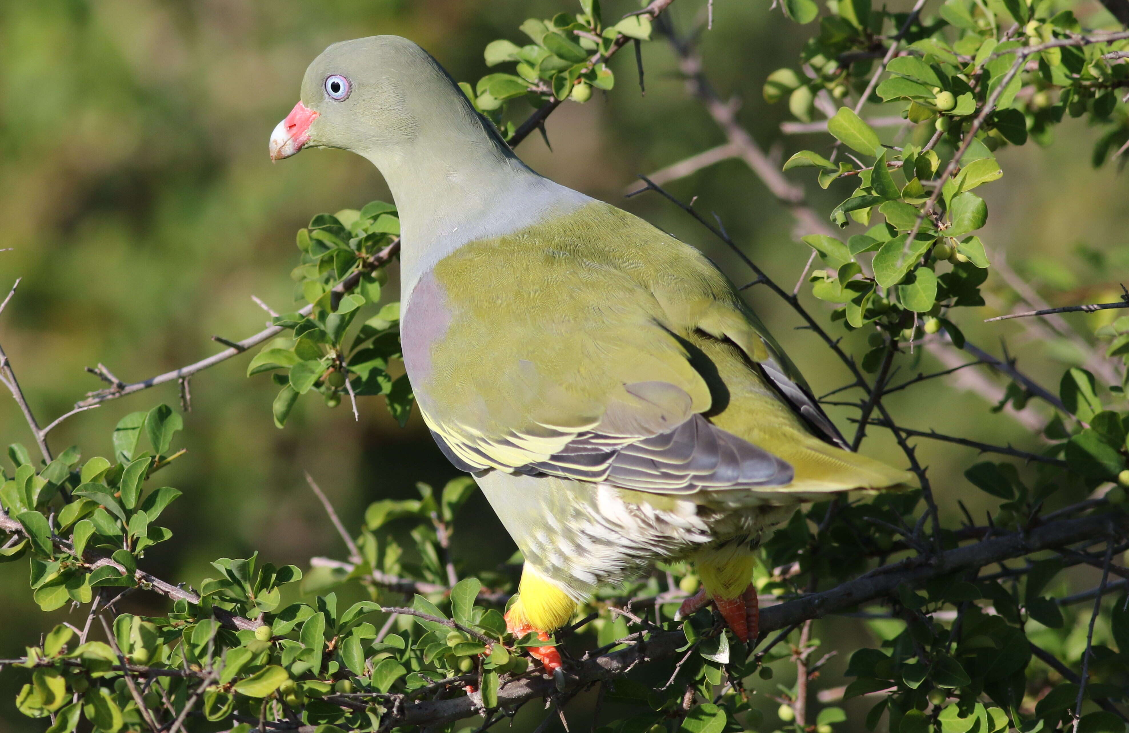 صورة Treron calvus (Temminck 1811)