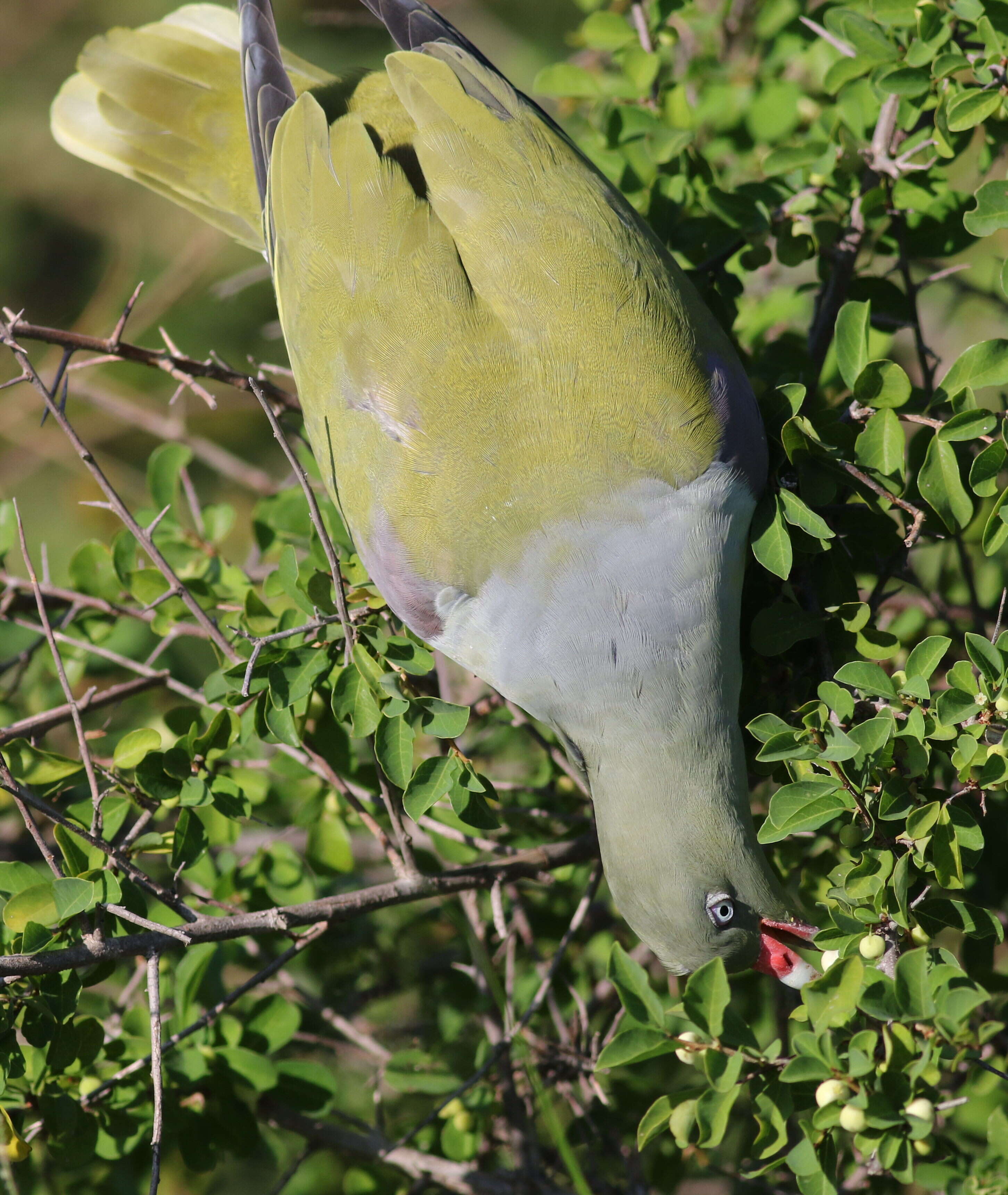 صورة Treron calvus (Temminck 1811)