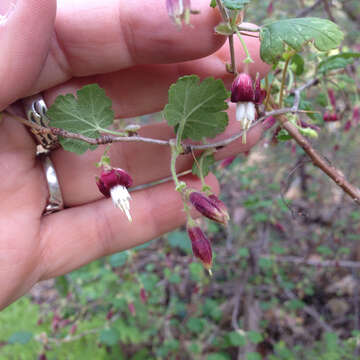 Image of canyon gooseberry