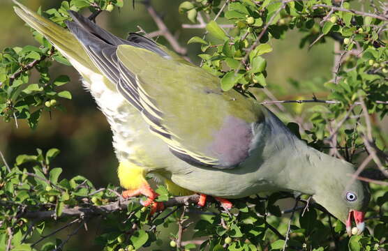 Image of African Green Pigeon