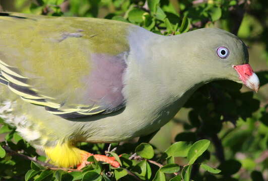 Image of African Green Pigeon