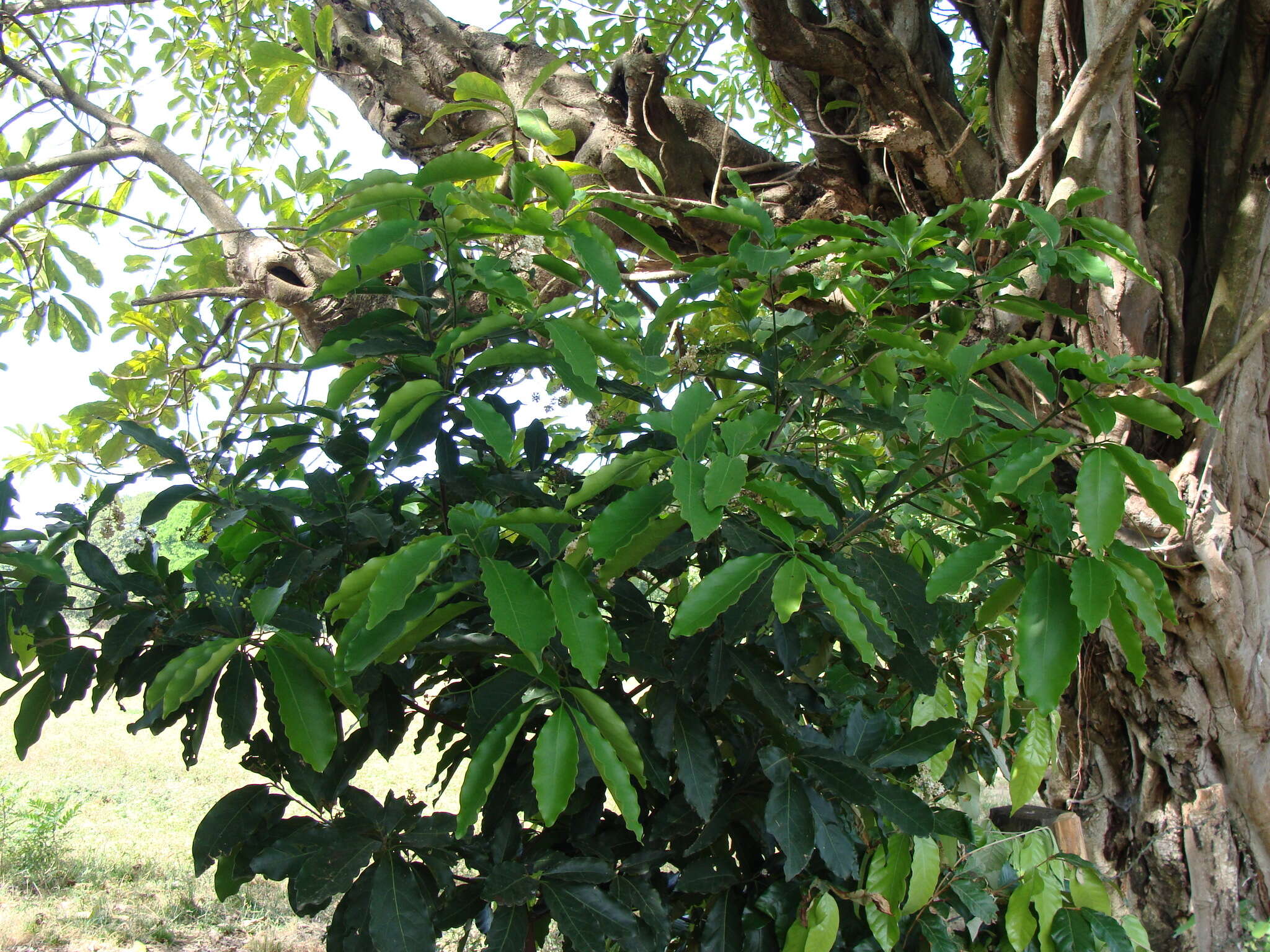 Imagem de Mespilodaphne veraguensis