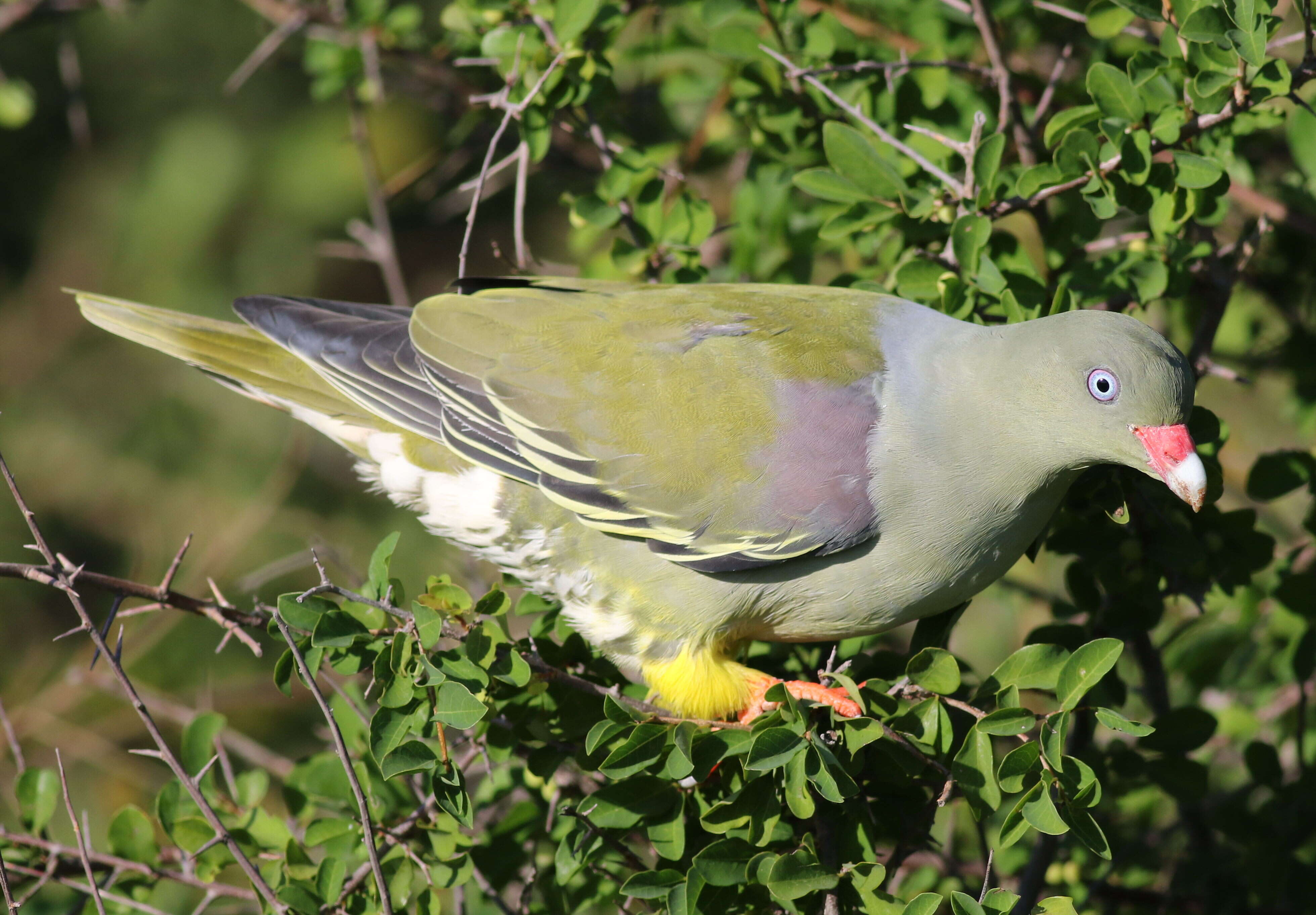 Image of African Green Pigeon