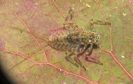 Sivun Epeorus pleuralis (Banks 1910) kuva