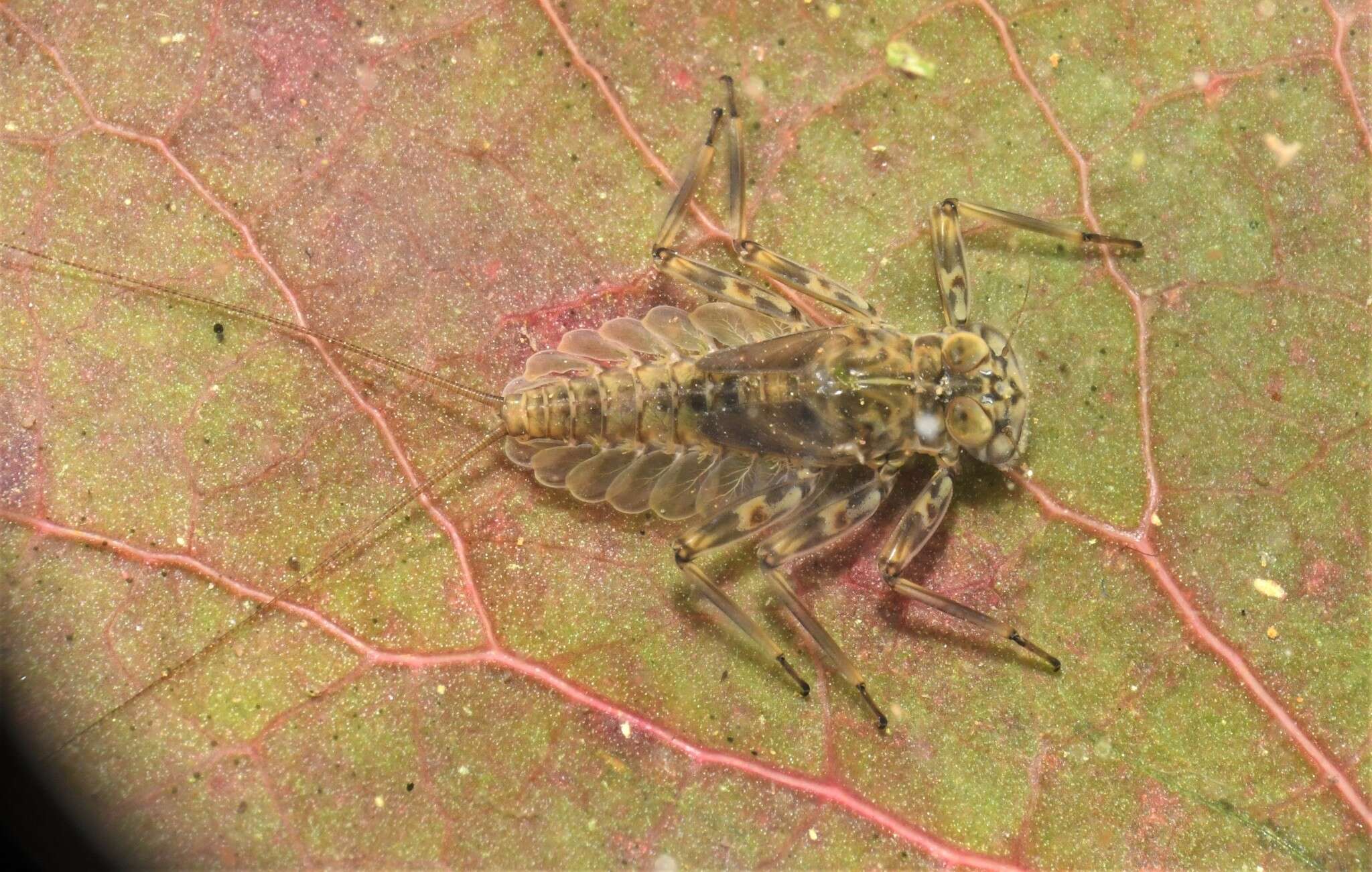 Epeorus pleuralis (Banks 1910) resmi