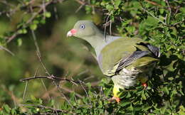 Image of African Green Pigeon