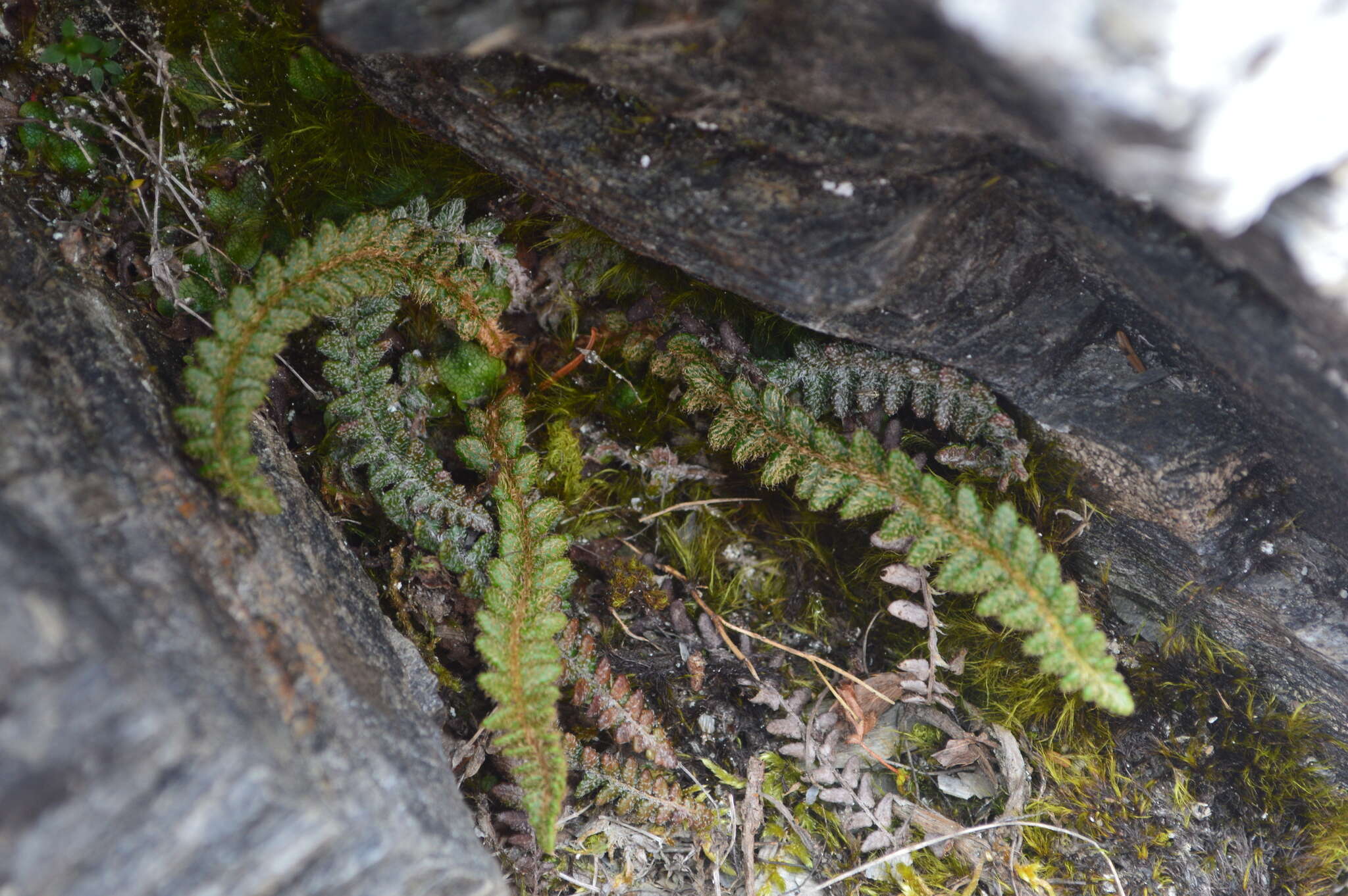 Plancia ëd Polystichum glaciale Christ