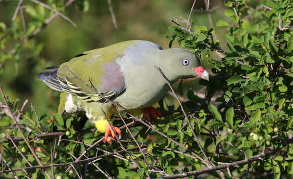 Image of African Green Pigeon