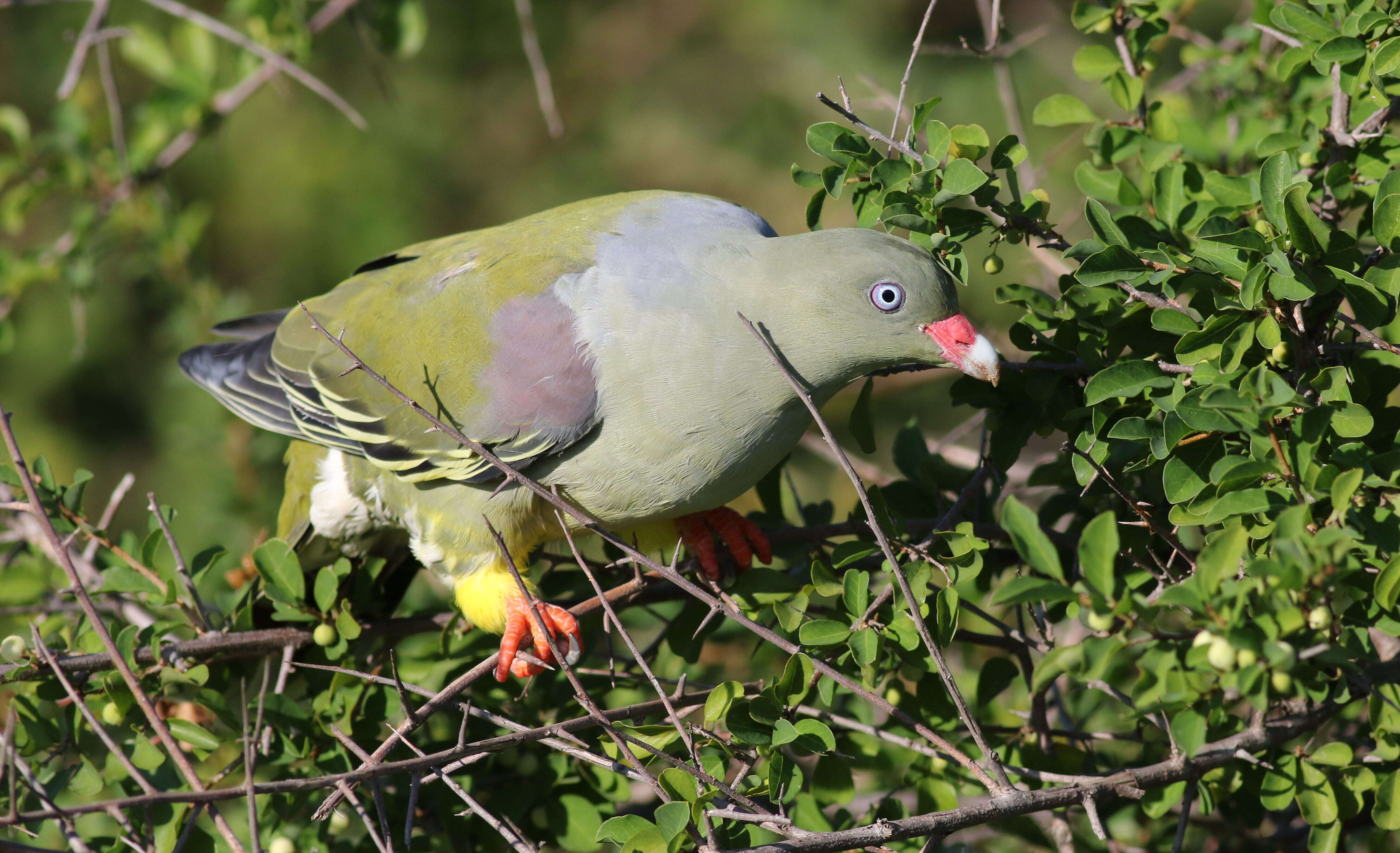 صورة Treron calvus (Temminck 1811)