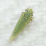 Image of Leafhopper