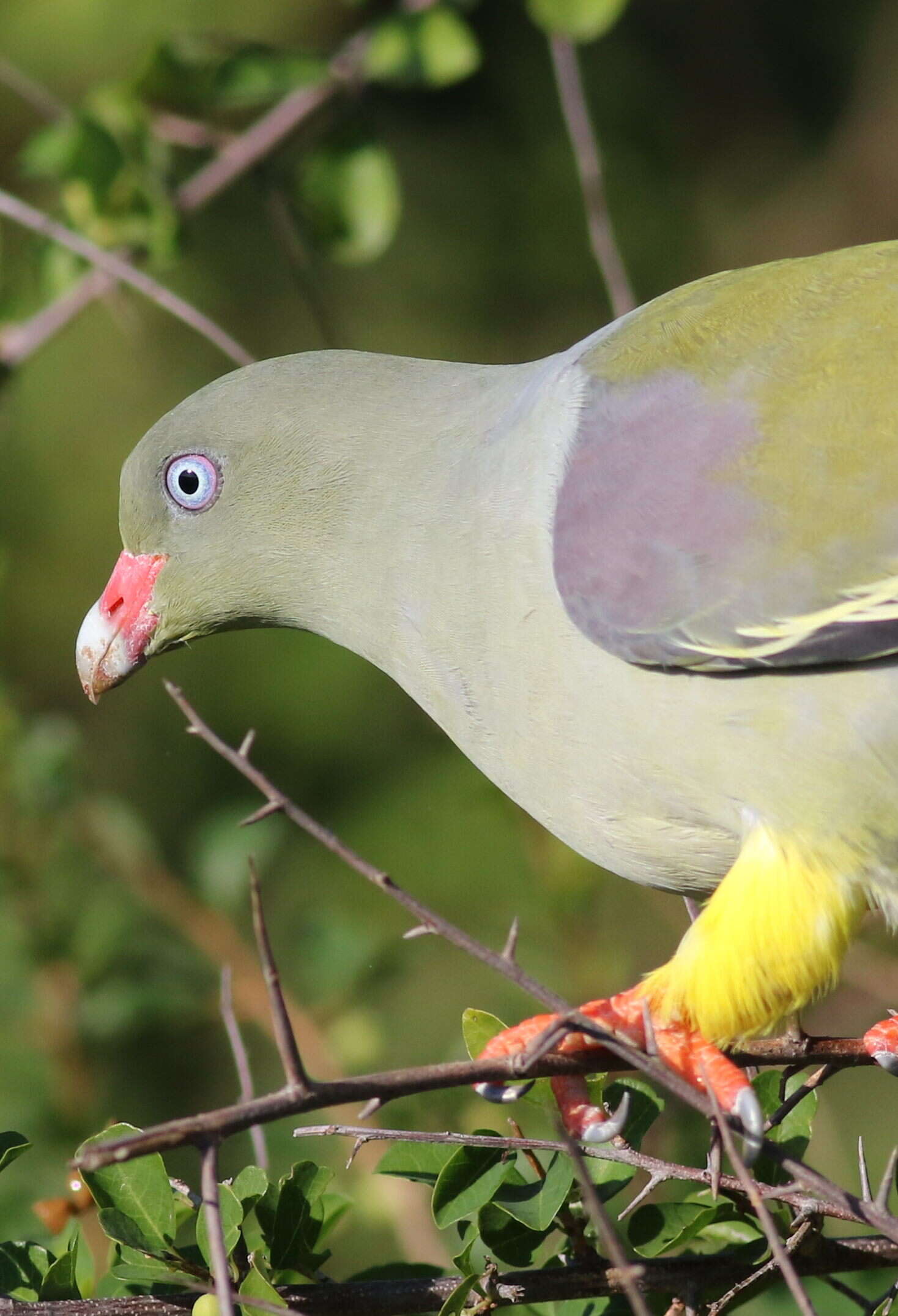 Image of African Green Pigeon