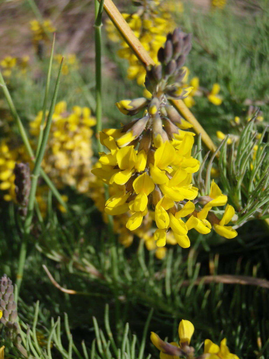 Image of Lebeckia gracilis Eckl. & Zeyh.