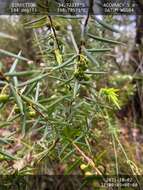 Image de Leucopogon propinquus R. Br.