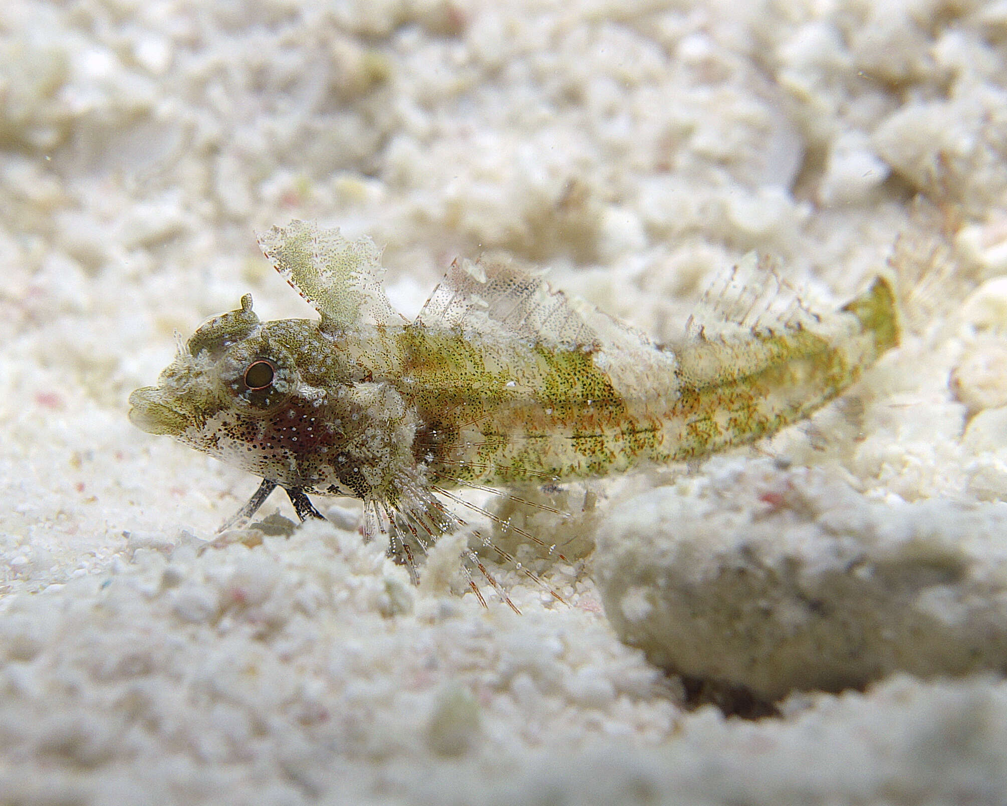 Image of High Hat Triplefin