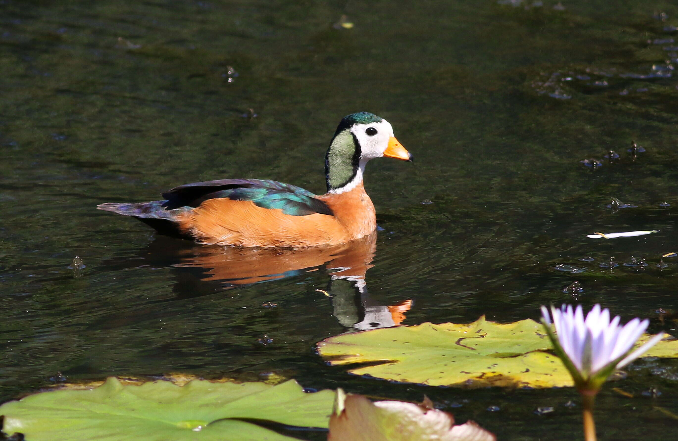 Image of African Pygmy Goose