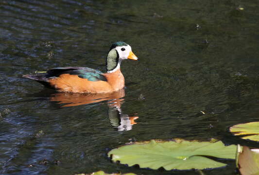 Image of African Pygmy Goose