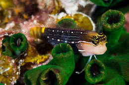 Image of Pictus Blenny