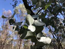 Image of silver-leaf ironbark